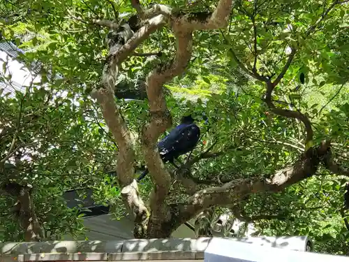 清荒神清澄寺の動物