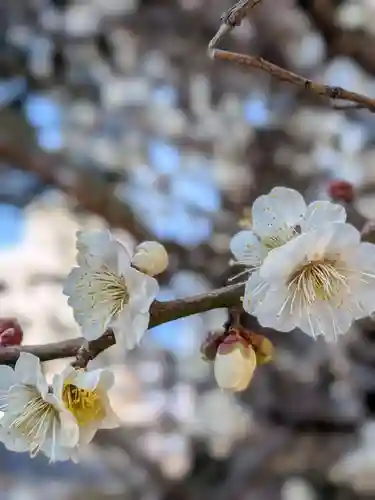熊野神社(東京都)