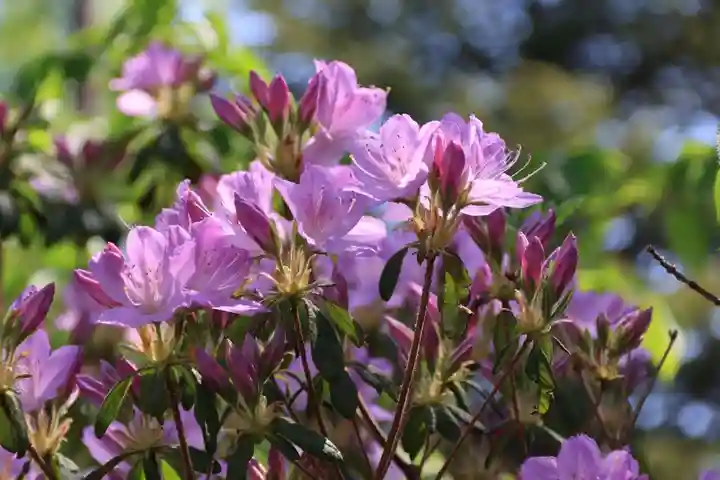 開成山大神宮の庭園