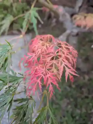 妙法寺(東京都)