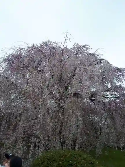 八坂神社(祇園さん)(京都府)