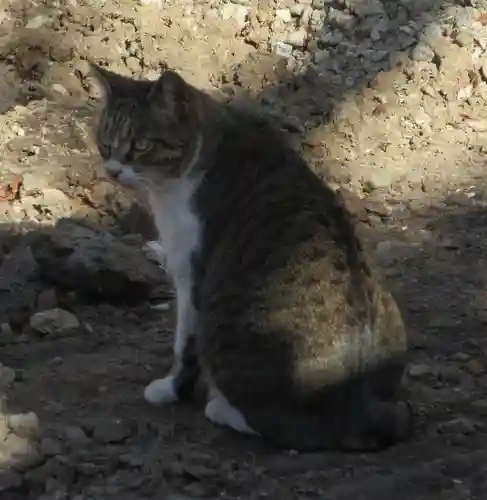 千葉神社の動物