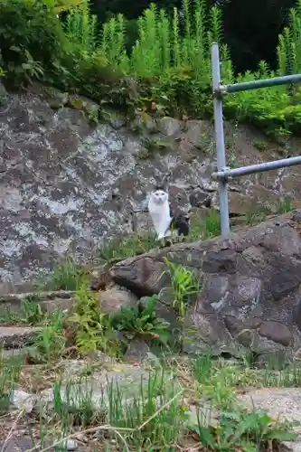 鹿島神社の動物