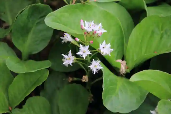 神炊館神社 ⁂奥州須賀川総鎮守⁂の自然