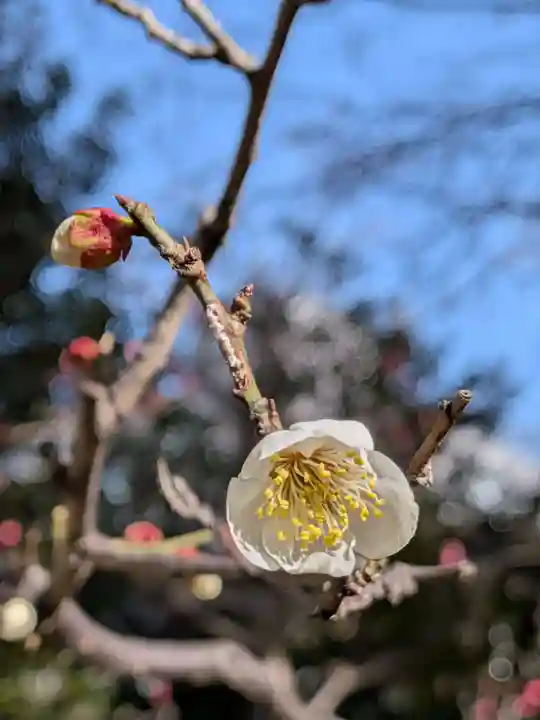 布多天神社(東京都)