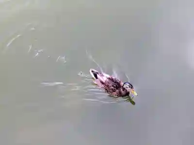 平安神宮(京都府)