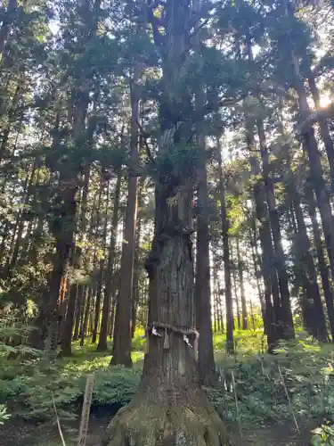 七崎神社の自然