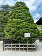 賀茂御祖神社（下鴨神社）(京都府)