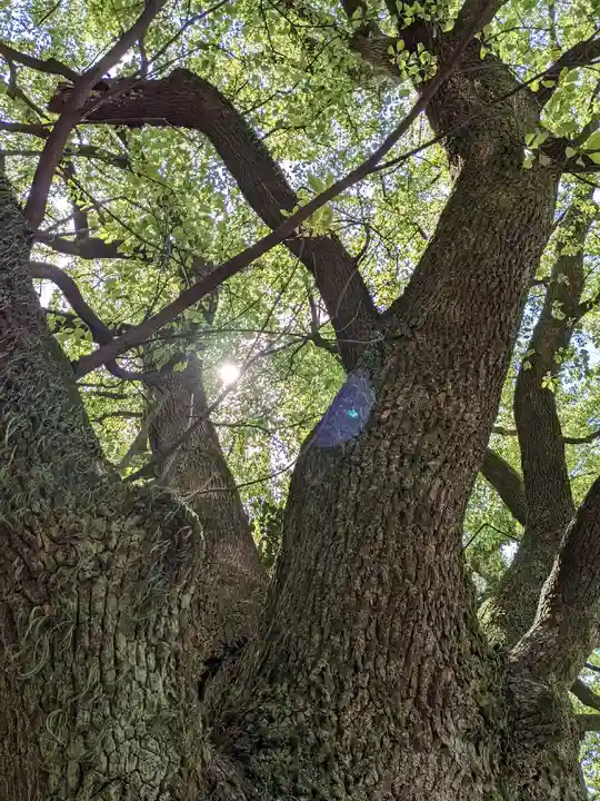 伊多波刀神社(愛知県)