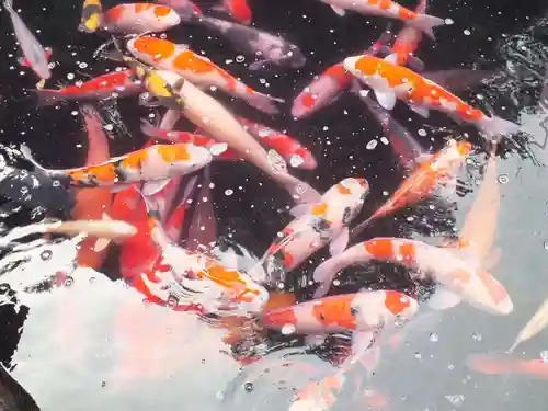 大野神社(滋賀県)