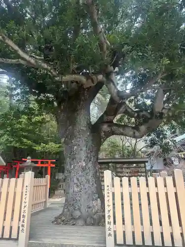 芦屋神社の{uncategorized: "未分類", other: "その他", undefined: "問題あり", building: "その他建物", grave: "お墓", sacred_gate: "鳥居", guardian: "狛犬", statue: "像", buddha: "仏像", history: "歴史", nature: "自然", garden: "庭園", animal: "動物", pagoda: "塔", temizu: "手水舎", mountain_gate: "山門・神門", sanctuary: "本殿・本堂", subordinate: "末社・摂社", art: "芸術", scenery: "景色", jizo: "地蔵", ema: "絵馬", goshuin: "御朱印", omikuji: "おみくじ", items: "授与品その他", amulet: "お守り", goshuincho: "御朱印帳", eats: "食事", festival: "お祭り", votive_dance: "神楽", shichigosan: "七五三参", wedding: "結婚式", experience: "体験その他", initially: "初詣", around: "周辺", anti_infection: "感染症対策"}