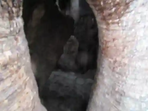 熊野那智大社のその他建物