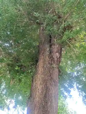 薬師寺八幡宮(栃木県)