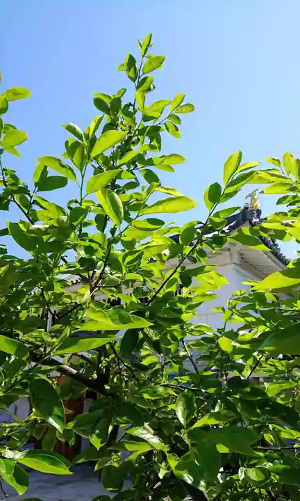 寿量山 速成寺の自然