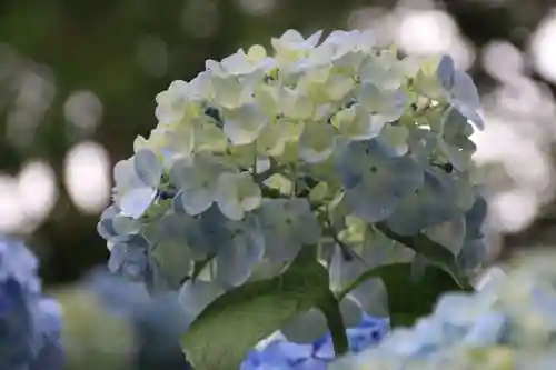 開成山大神宮の自然
