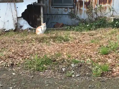 諏訪神社の動物