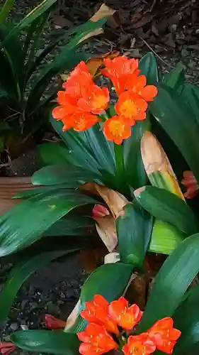 蔵前神社(東京都)