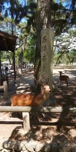 興福寺 南円堂の動物