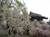 上品蓮台寺の自然