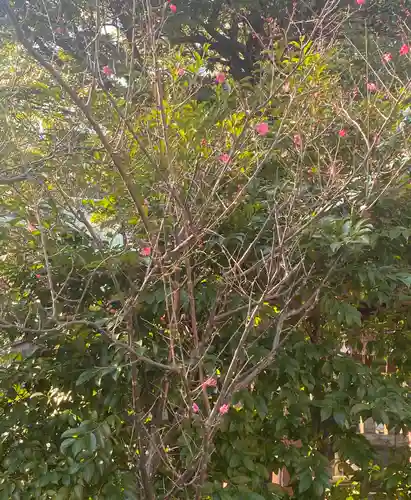 芝東照宮の自然