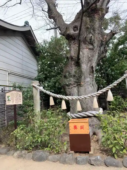 溝口神社の自然