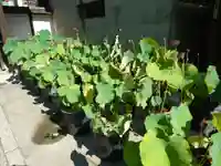 行願寺(革堂)の自然