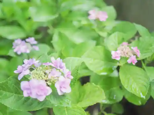 千住神社の自然
