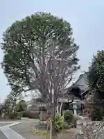 普明寺(東京都)