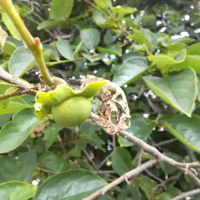 七重浜海津見神社(北海道)