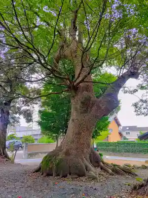 白鳥神社（白鳥町）の自然