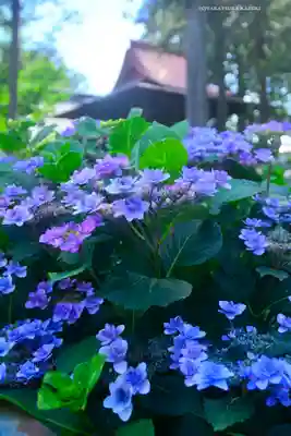 指扇氷川神社(埼玉県)