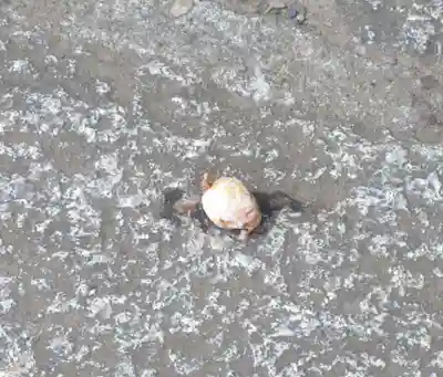 護国寺(東京都)