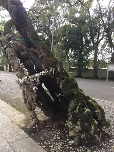 一言主神社の自然