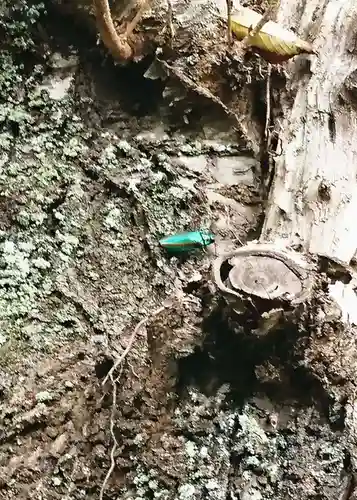 出石神社の動物