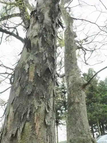 諏訪大社上社前宮の自然