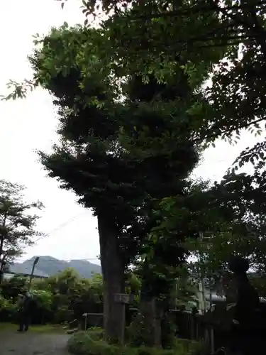 御霊神社の自然