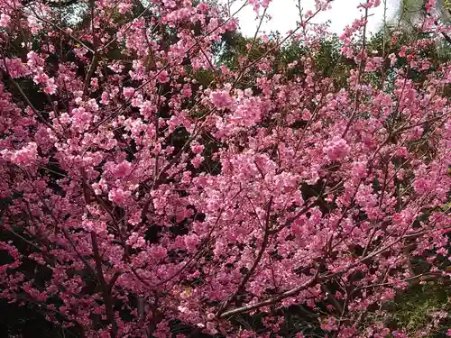 靜岡縣護國神社の自然