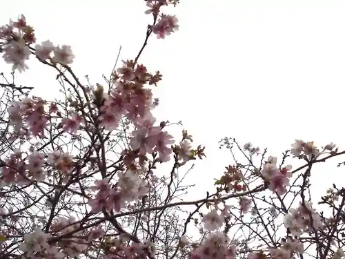 櫻木神社の自然