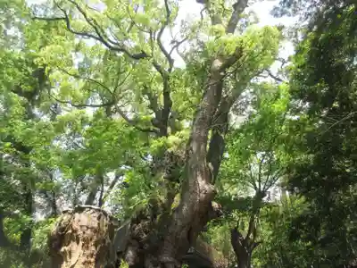 來宮神社(静岡県)