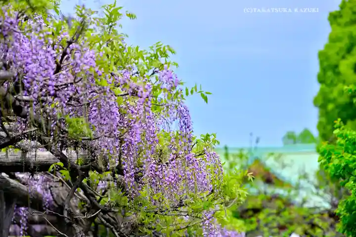 亀戸天神社(東京都)