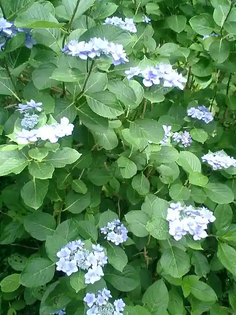 荏柄天神社の自然
