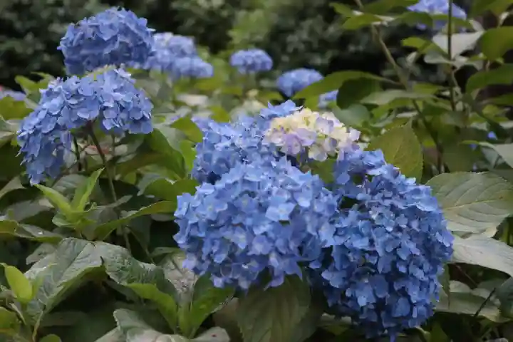 三室戸寺(京都府)