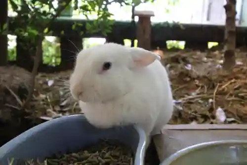 太子堂八幡神社の動物