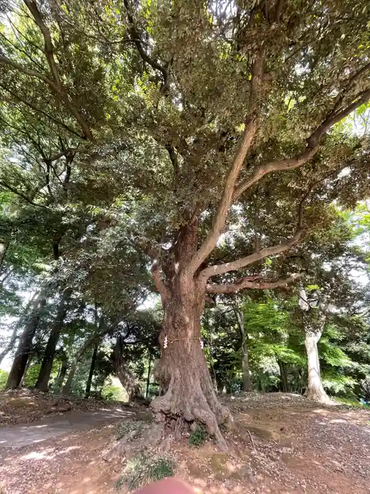 百草八幡神社の自然
