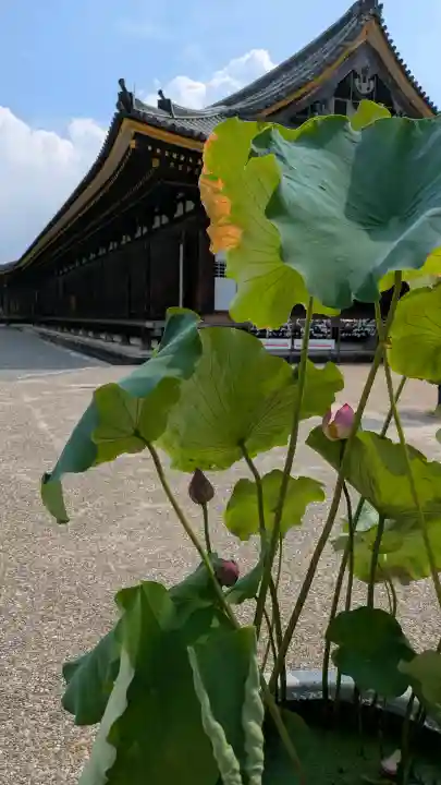 蓮華王院(三十三間堂)(京都府)