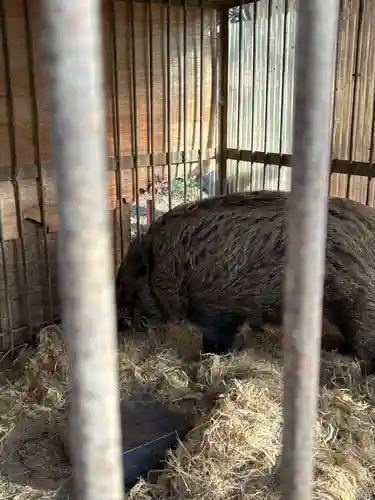 坪沼八幡神社の動物