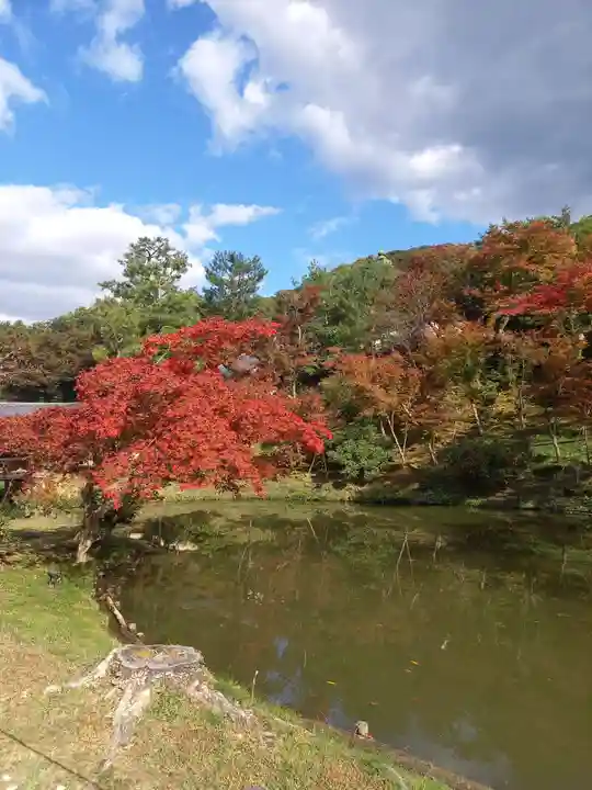 高台寺(高台寿聖禅寺・高臺寺)の自然