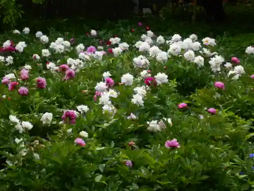 龍寳寺（龍宝寺）の自然