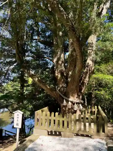 安房神社の{uncategorized: "未分類", other: "その他", undefined: "問題あり", building: "その他建物", grave: "お墓", sacred_gate: "鳥居", guardian: "狛犬", statue: "像", buddha: "仏像", history: "歴史", nature: "自然", garden: "庭園", animal: "動物", pagoda: "塔", temizu: "手水舎", mountain_gate: "山門・神門", sanctuary: "本殿・本堂", subordinate: "末社・摂社", art: "芸術", scenery: "景色", jizo: "地蔵", ema: "絵馬", goshuin: "御朱印", omikuji: "おみくじ", items: "授与品その他", amulet: "お守り", goshuincho: "御朱印帳", eats: "食事", festival: "お祭り", votive_dance: "神楽", shichigosan: "七五三参", wedding: "結婚式", experience: "体験その他", initially: "初詣", around: "周辺", anti_infection: "感染症対策"}