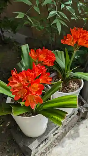 墨染寺（桜寺）の自然